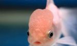 小龙虾、牛蛙、生鱼片都有寄生虫吗？