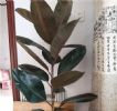 客厅养2种花，大气上档次，好看又好养！