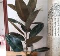 客厅养2种花，大气上档次，好看又好养！