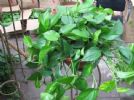 这4种植物最喜欢“吃醋”，1次能吃半斤，根茎强壮，叶片绿滴油！