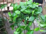 这4种植物最喜欢“吃醋”，1次能吃半斤，根茎强壮，叶片绿滴油！