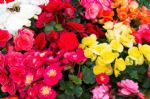 春节养什么盆栽花？推荐丽格海棠，独特的姿、色、香！
