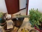 发财树、仙客来烂根怎么办？“剪一刀”插水里，15天冒出大白根！