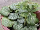 院子里，若是见到1种“虎耳草”，要保护它，值钱，价值比较高！