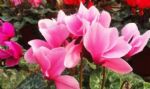 现在快买“3种花”，好养又漂亮，过年开正旺，喜庆又旺运！