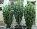 龙骨花别养了，此种“财运树”，寓意着“发财”，在家多养2盆！
