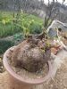 这花远看像“土豆”，近看像“铜钱草”，还能开出小黄花，可爱