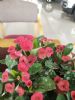 这花一年到头一直开，花多的不见叶，一盆就爆成大花球