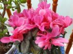 养花人都喜欢的1种花，名字好、寓意好，过年的开花“高颜值”