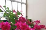 三角梅开花少，给它“剪剪头”，换个“大房子”，瞬间开成大火炬
