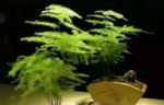 文竹叶片总发黄？做好这几点，轻松解决问题！