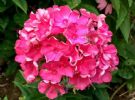 春夏季这样清除院子里的蚊子和鼻涕虫，养花种菜再无烦恼