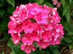 春夏季这样清除院子里的蚊子和鼻涕虫，养花种菜再无烦恼
