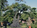 1种盆景树，有着黑色的“茎干”，还可以结出“果子”，养1棵增值