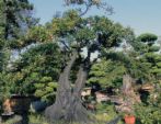 1种盆景树，有着黑色的“茎干”，还可以结出“果子”，养1棵增值