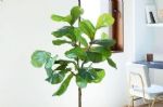 在客厅养这几种大型植物，简直美翻天啦！