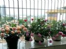 养花不想施肥该怎么办？动手制5种营养水，让植物叶绿根壮