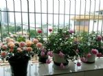 养花不想施肥该怎么办？动手制5种营养水，让植物叶绿根壮