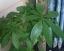 家里客厅比较空旷，可以栽种这些植物