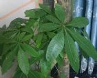 家里客厅比较空旷，可以栽种这些植物