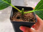 20种常见花，扦插方法大全，不用再花钱买了！