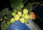 盆栽草莓可以淋雨吗？做得对，果子多一串串，红彤彤特别甜
