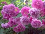 4种花是“开花机器”，一年四季开不停，1盆开出300朵花！