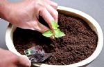 养花小技巧：往盆栽里撒上它，掌握好方法保管半年不用再施肥