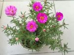 夏天晒不死的4种“喜光花”，“一口气”能开半年，花量巨大