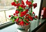 没时间打理花草该养什么？盆栽虎刺梅牢记4点，花苞四季开不停