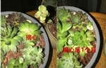 多肉懒得不长个？狠心掐掉这里，呼呼冒出一堆新芽！
