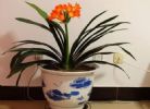 5种药过期不是坏事：简单处理下养花，可促进花卉绿植疯长