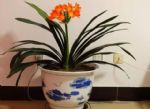 5种药过期不是坏事：简单处理下养花，可促进花卉绿植疯长