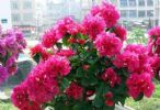 三角梅难养、长得慢？满足3个“要求”，枝条1个月窜出半米长