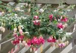 养殖花草想要省心？夏季盆栽3种花卉，放到水里就能成活