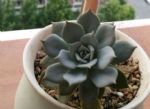 “养花杀手”养出来的花是什么样子？哈哈哈，笑死我了！