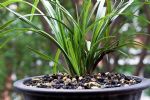兰花茎黑腐、烂根多？夏天避开“3个错误”，新芽壮、开花旺！