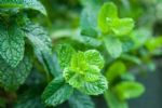 夏天到蚊子又来了，室内放两种花，蚊虫闻到香气绕道飞