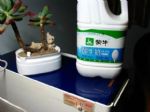 酸奶盖别舔了，扣下来给花吃，叶子绿光四射！
