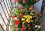 夏季浇花，你选早晨动手还是晚上？做错了伤亡惨重、后悔莫及