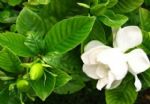 栀子花有“三喜三怕”，顺着它的“性子”养，不黄叶，花开灿烂
