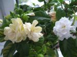 栀子花黄叶了？这2种病因“对症下药”，学会这样做，叶绿花更旺