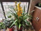 家里的盆栽花期不开花、还枯死了，是啥原因？答案在这里