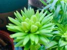 买回家的花总消苞，那是因为没注意4点，现在学还来得及