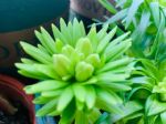 买回家的花总消苞，那是因为没注意4点，现在学还来得及