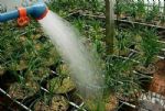 浇水必须要知道的4个技巧，养花更茂盛，盛夏开花更轻松