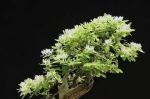 盆栽金银花，观赏价值高，要如何管理呢？