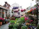 20㎡露台上的“百花园”，网友直呼：太醉人了，比花店还美啊！