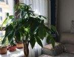 居家盆栽发财树，注重这4点，一天一变样，2、3年窜成大树