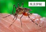 慎防当季“疫风”——登革热